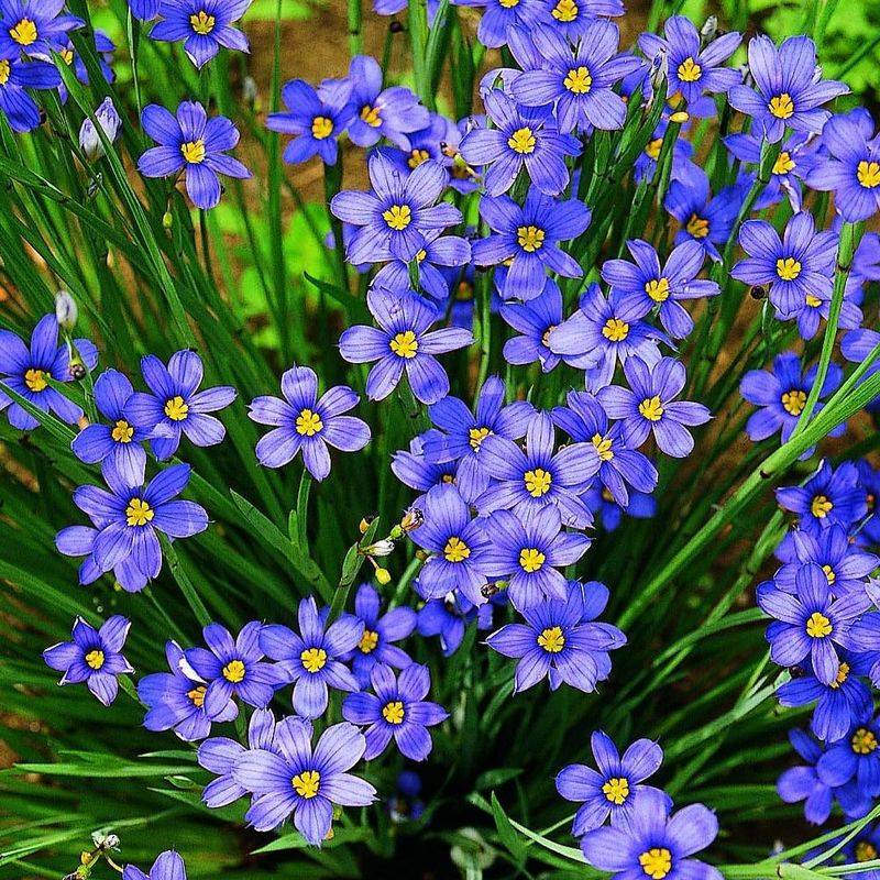 Choose Blue-Eyed Grass For Native Mini Blooms