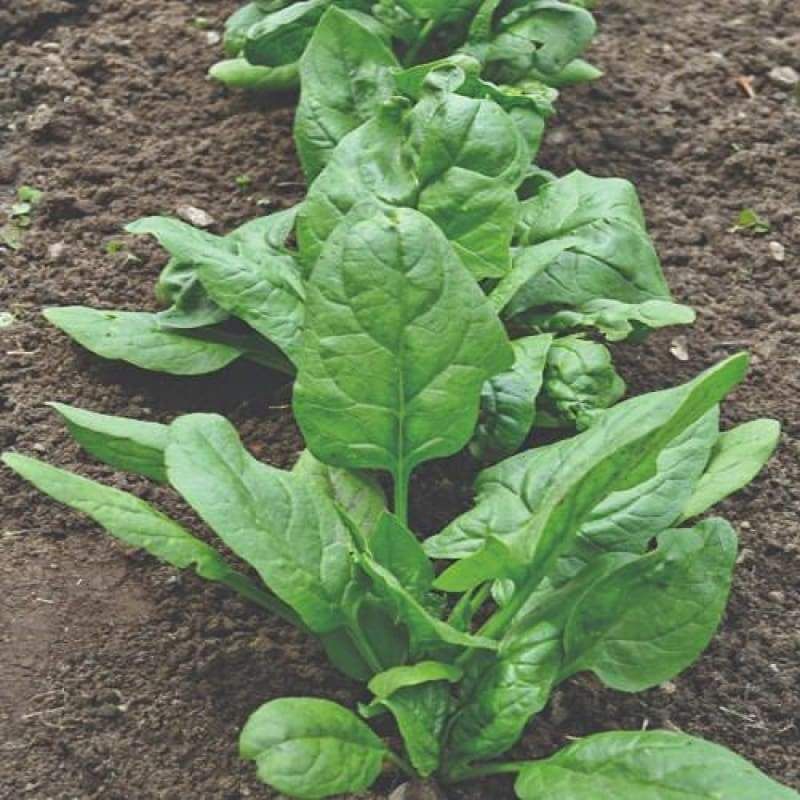 Choose Bolt-Resistant Varieties