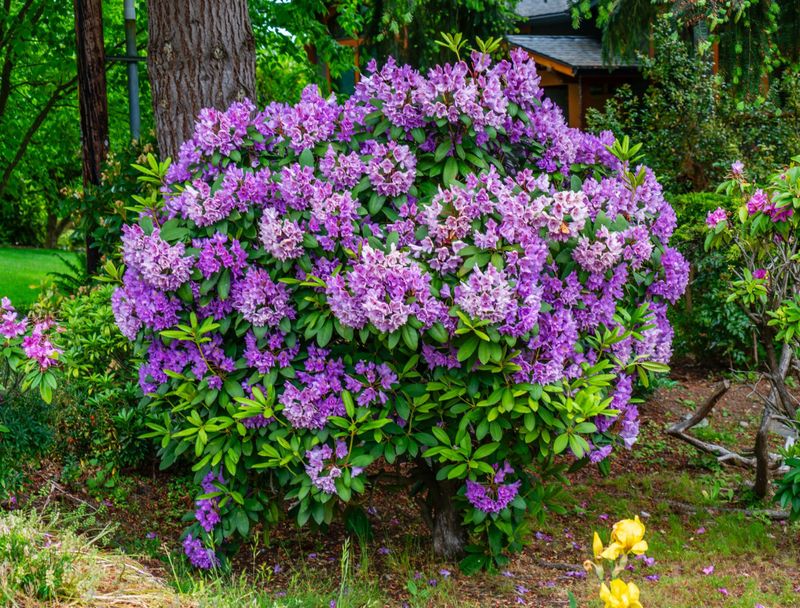 Choose Bright Shade Over Hot Afternoon Sun
