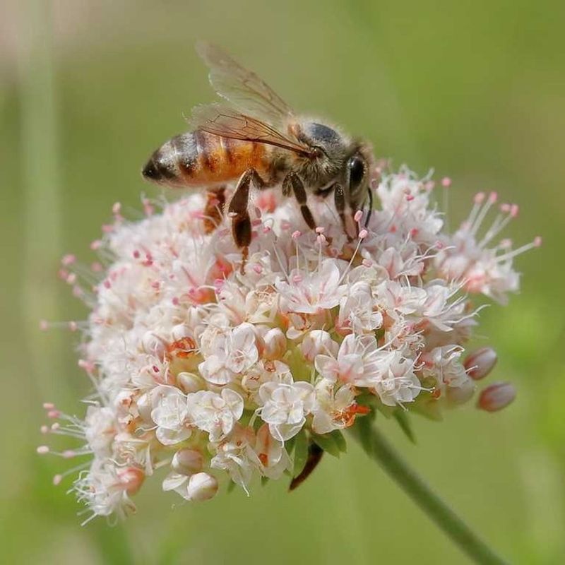 Choose Buckwheat For Bees