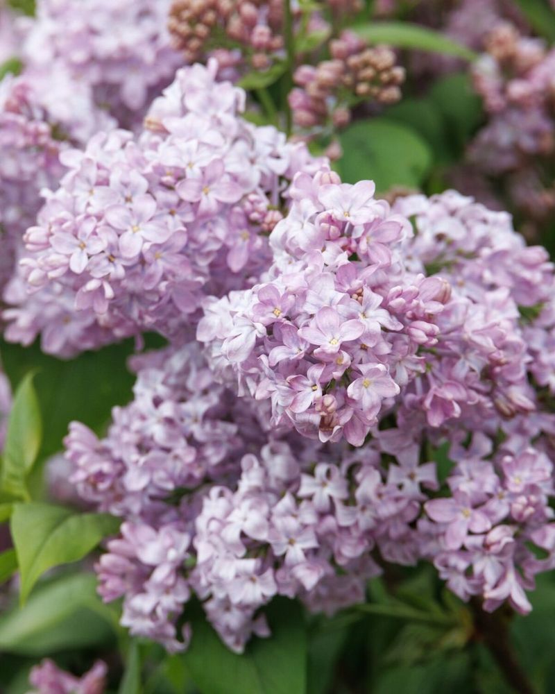Choose Cold-Hardy Lilac Varieties For Michigan Winters