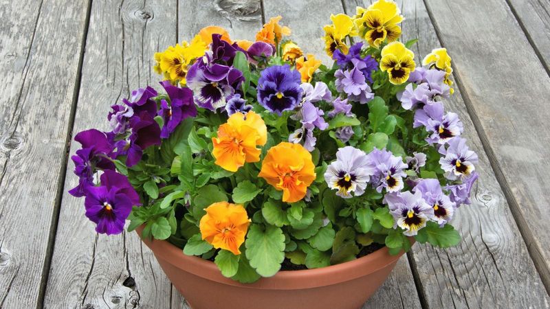 Choose Cool Season Blooms For Early Pollinators