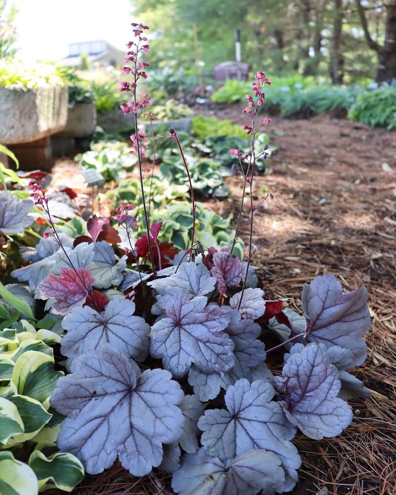 Choose Coral Bells For Neat Foliage Near Walkways
