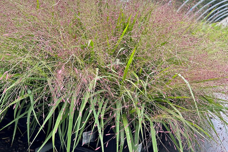 Plant Purple Lovegrass For A Soft Haze