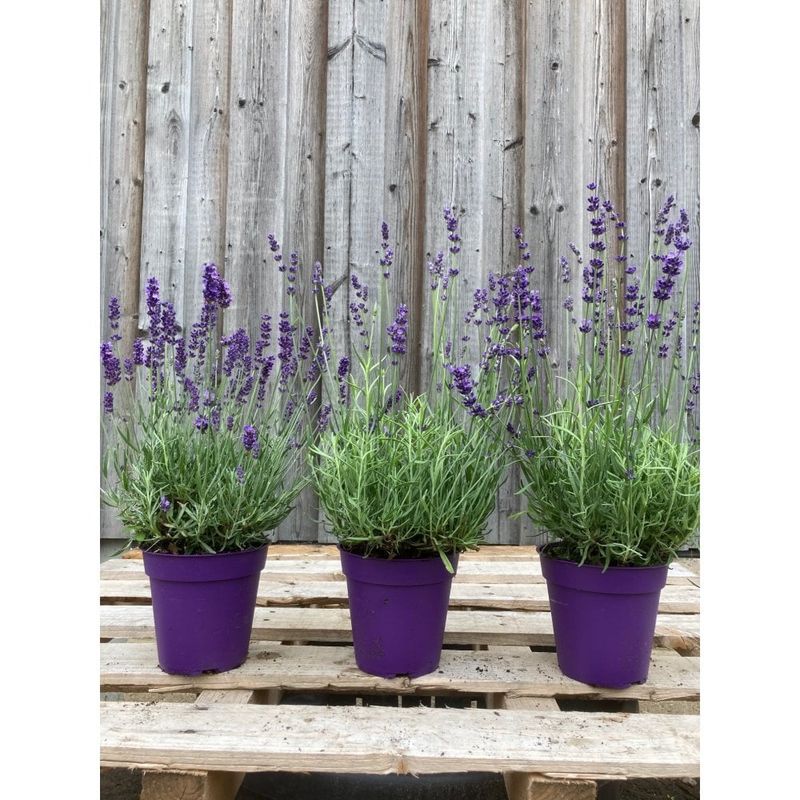 Choose English Lavender For Better Ohio Cold Tolerance