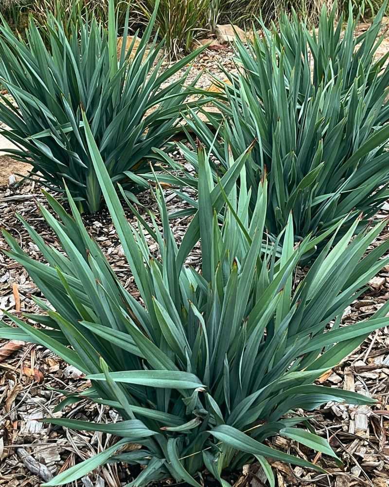 Choose Flax Lily For Strappy Variegated Texture