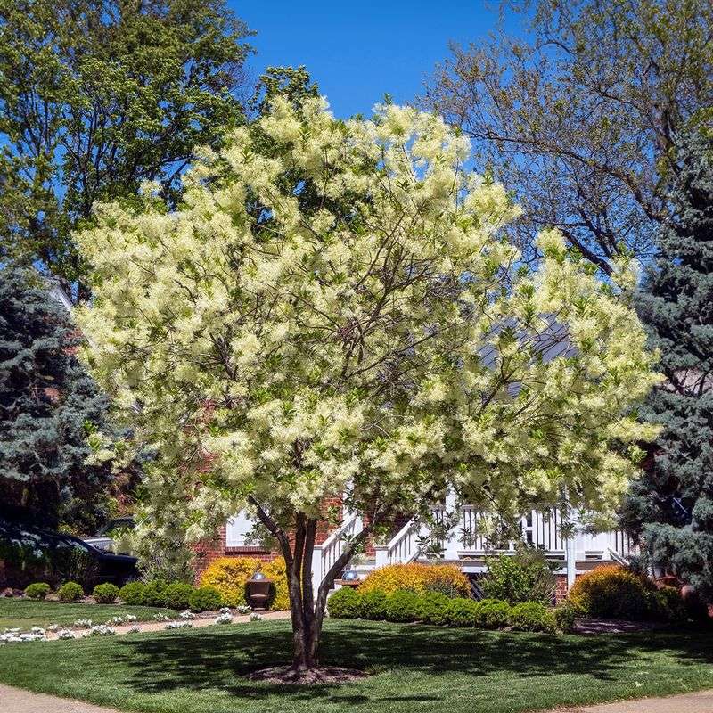 Choose Fringetree For Soft Spring Blooms