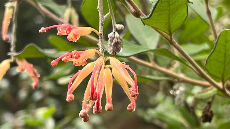 Choose Grevillea For Bold Low Water Blooms