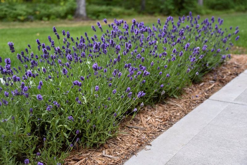 Choose Hardy Lavender Types For Better Results