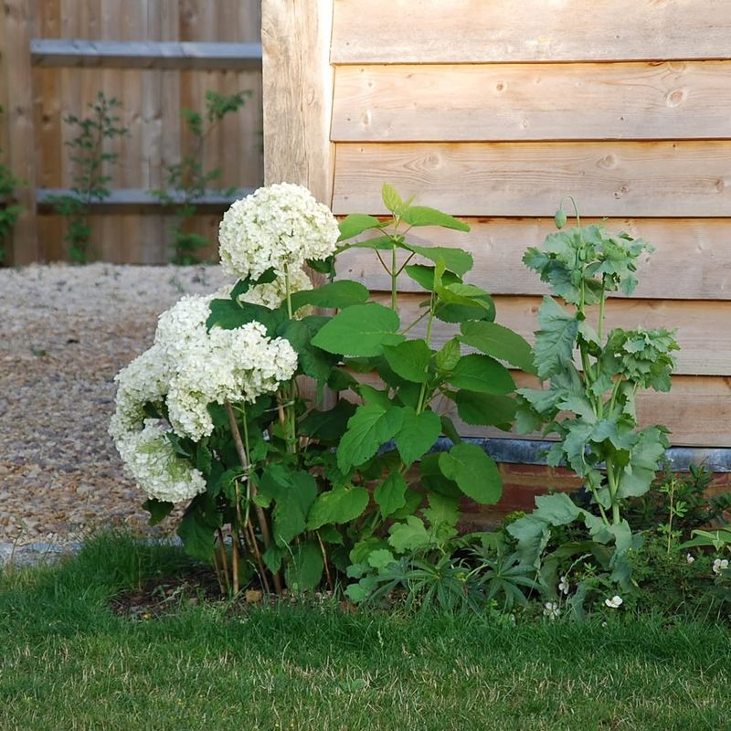 Choose Healthy Green Stems Before Temperatures Rise Choose Healthy Green Stems Before Temperatures Rise