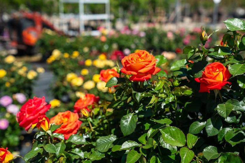 Choose Healthy Stems Before Summer Heat Arrives Choose Healthy Stems Before Summer Heat Arrives