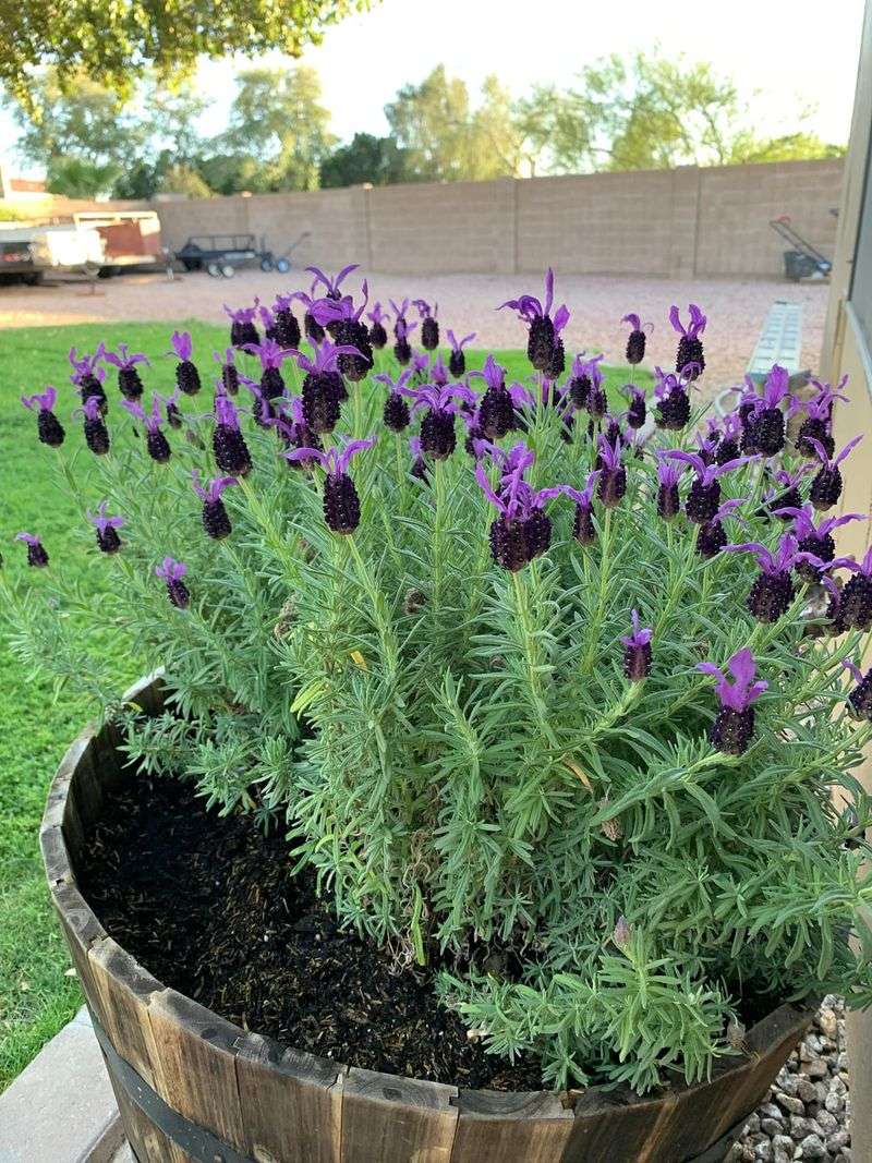Choose Heat Tolerant Lavender Varieties