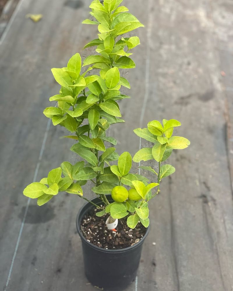 Choose Heat Tolerant Lime Varieties That Do Well In Containers