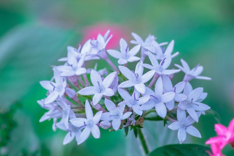 Choose Heat-Tough Plants For Empty Spots Choose Heat-Tough Plants For Empty Spots