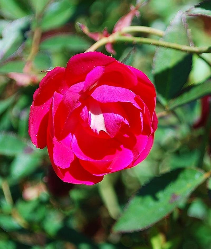 Choose Heat-Tough Roses For An Easier Season