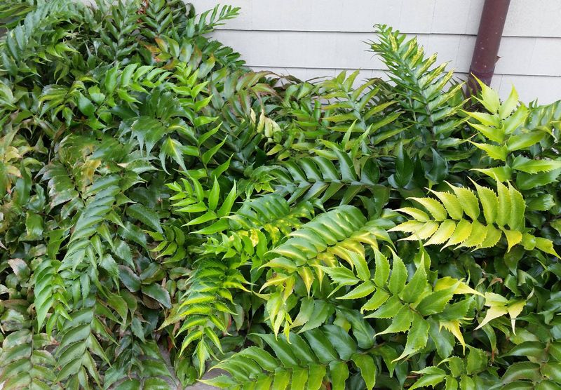 Choose Holly Fern For Bold Shady Fronds