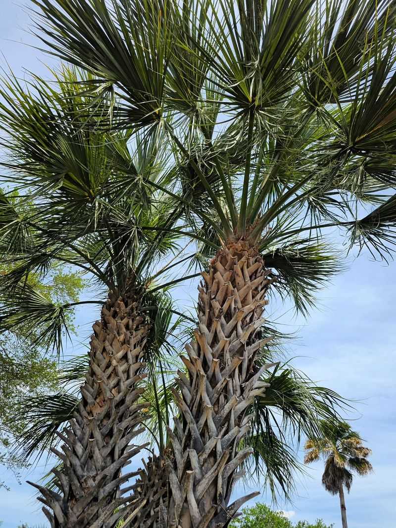 Choose It For Coastal Yards And Windy Spots