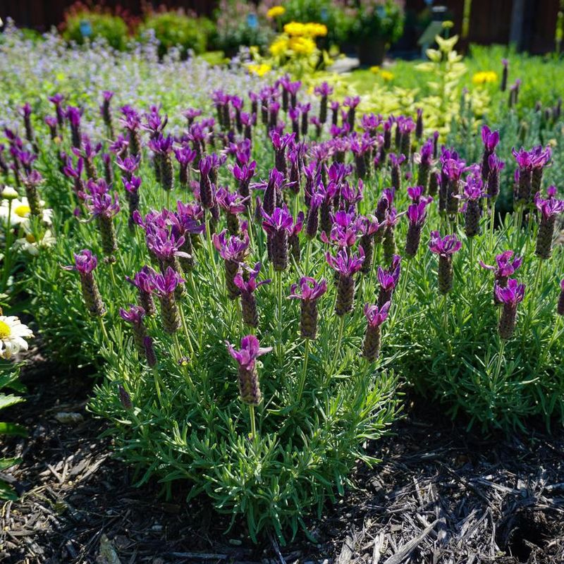 Choose Lavender Varieties That Handle Dry Conditions Well