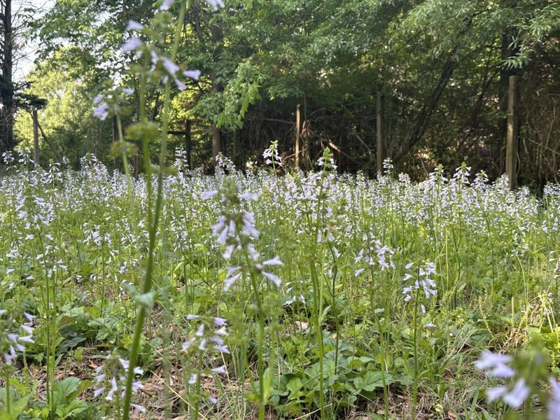 Choose Lyreleaf Sage For Rosettes That Fill Bare Soil