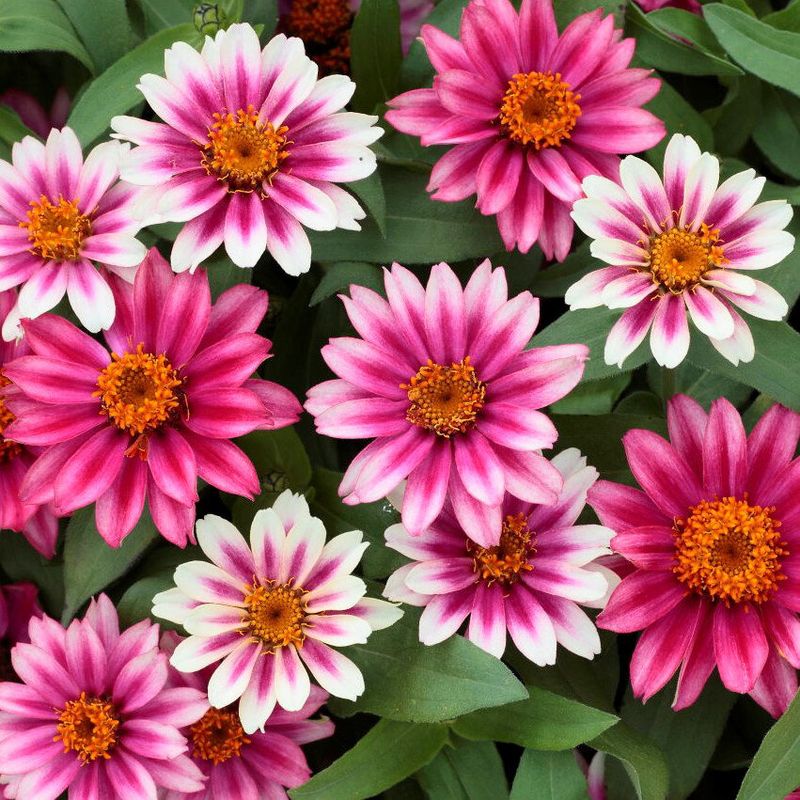Choose Mildew-Resistant Zinnias Next Time