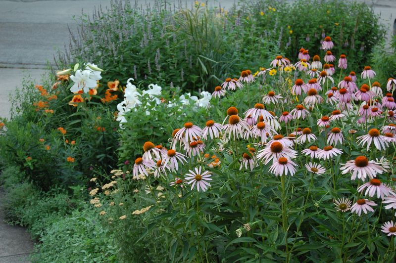 Choose Native Flowers That Feed The Food Web Choose Native Flowers That Feed The Food Web