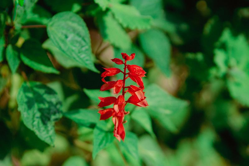 Choose Native Salvias That Fit Your Region