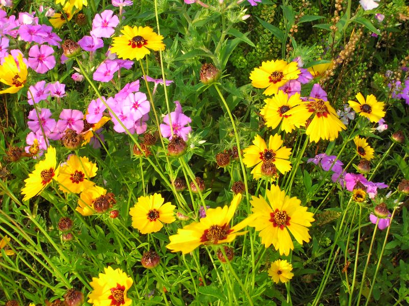Choose Native Wildflowers That Fit Your Region
