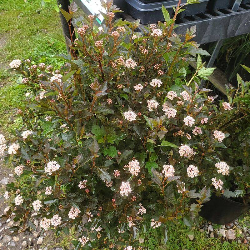 Choose Ninebark For Tough Native Structure