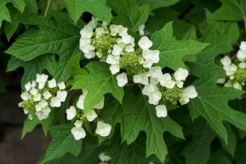 Choose Oakleaf Hydrangea For Bold Leaves And Long Interest
