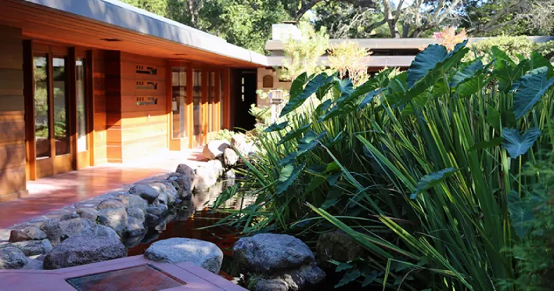 Choose Plants That Look Lush But Burn Less Easily