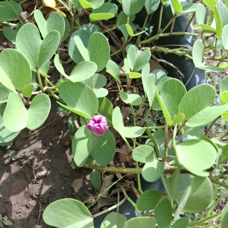 Choose Railroad Vine For Coastal Sand