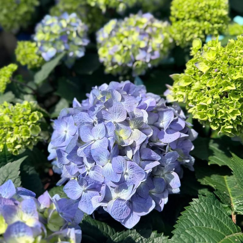 Choose Reblooming Varieties For The Longest Flower Show