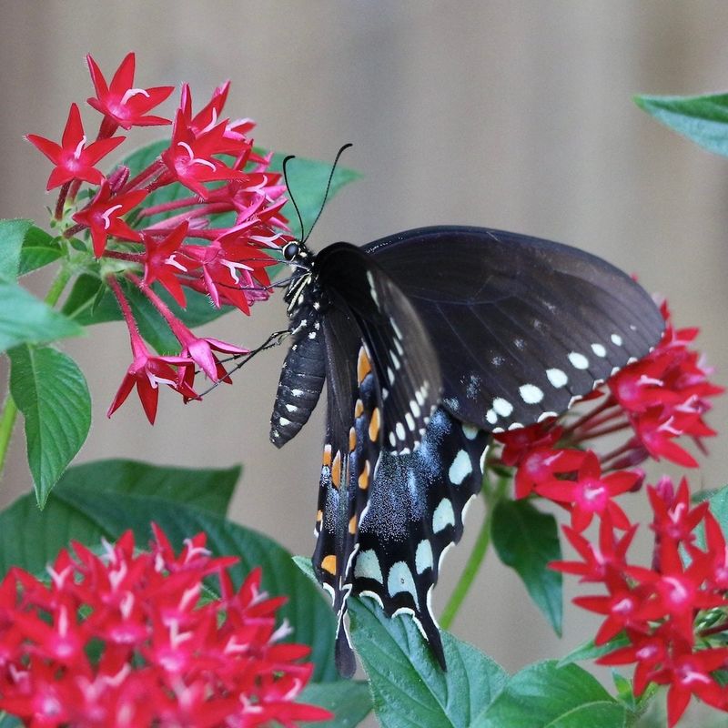 Choose Red, Pink, And Lavender Blooms For Pollinator Appeal Choose Red, Pink, And Lavender Blooms For Pollinator Appeal