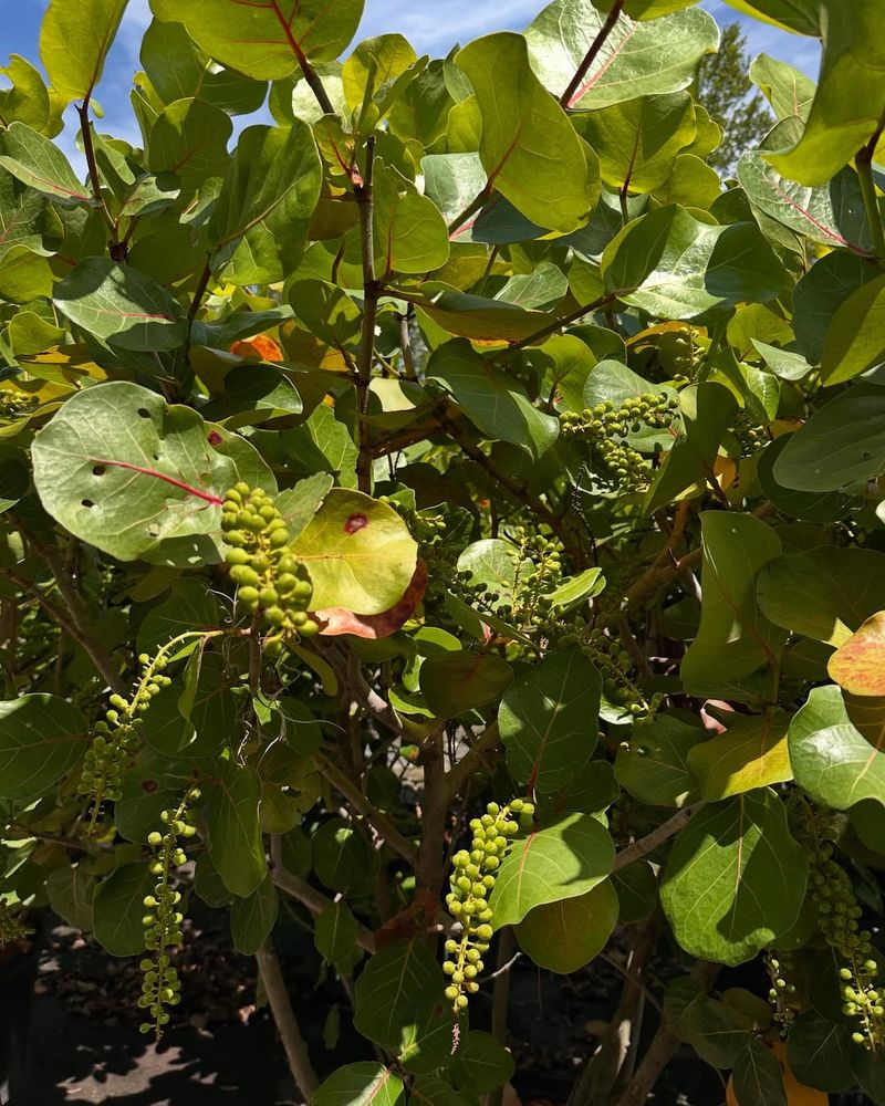 Choose Sea Grape For Big Resort-Style Leaves Choose Sea Grape For Big Resort-Style Leaves