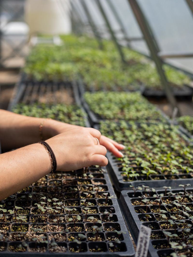 Choose Seedlings Ready For Transplanting