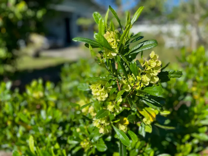 Choose Simpson's Stopper For Native Fragrance