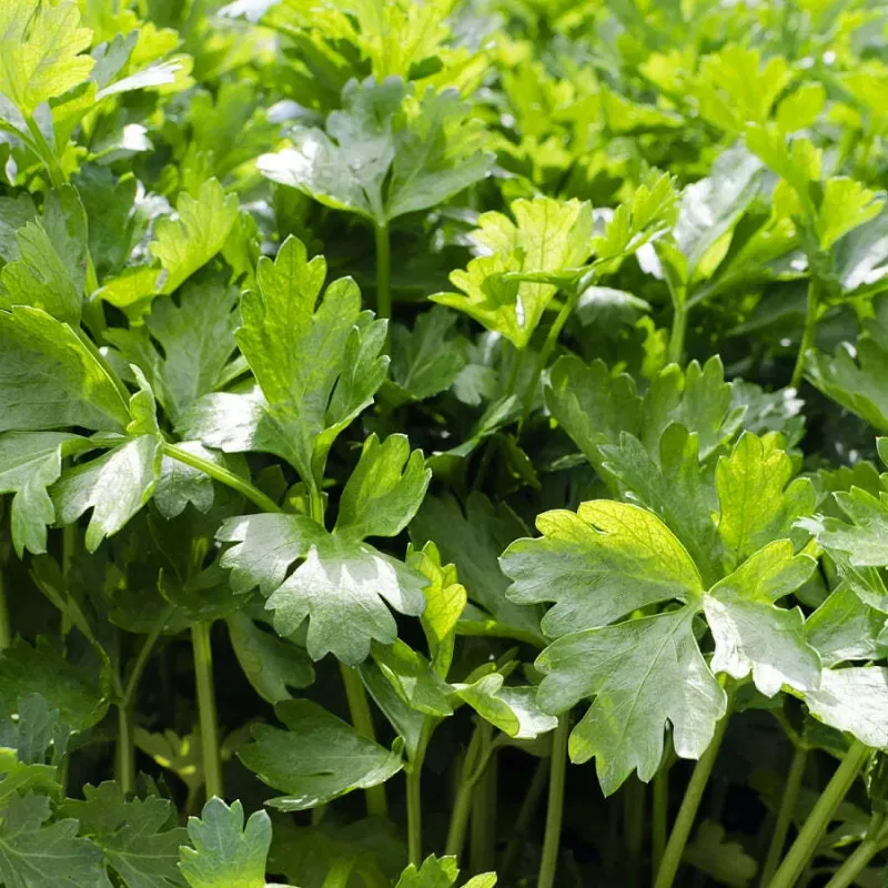 Choose Slow-Bolting Varieties Next Season