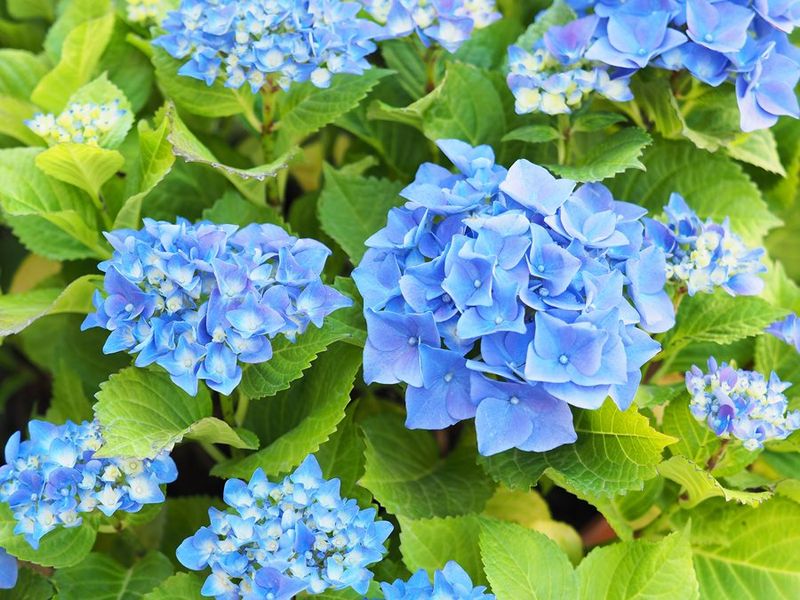 Use Acid-Loving Plant Food