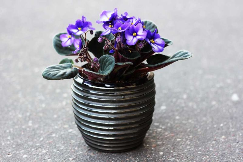 Choose Small Pots For Better Blooming Results