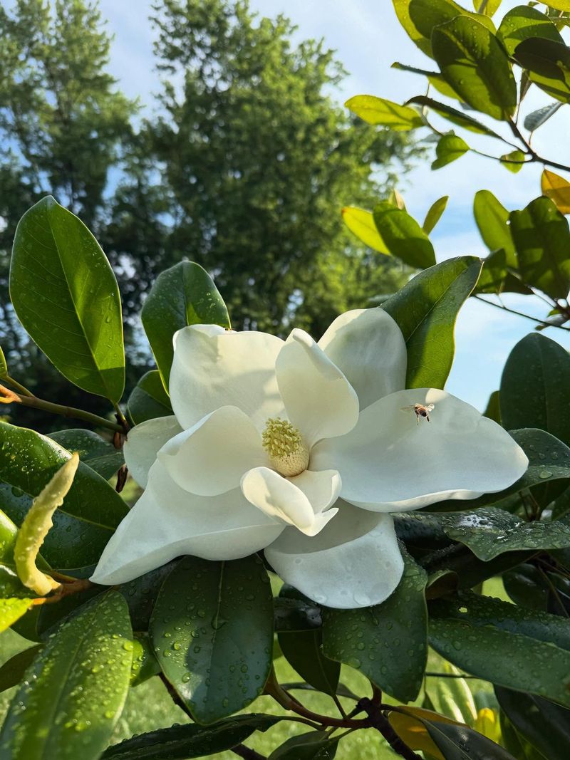 Choose Southern Magnolia For Wind-Resistant Evergreen Structure Choose Southern Magnolia For Wind-Resistant Evergreen Structure
