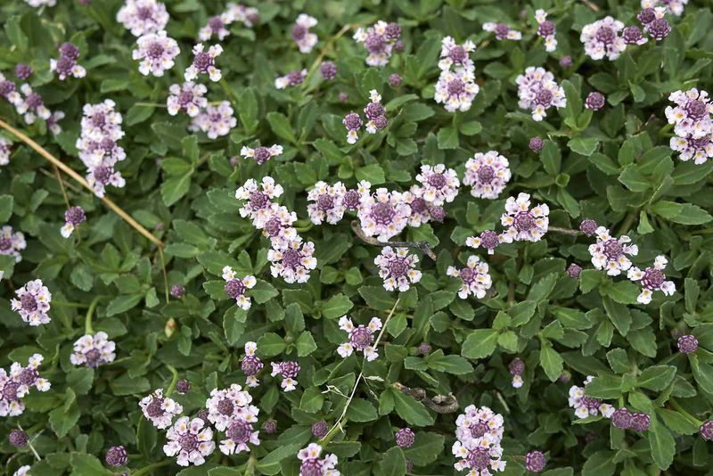 Use Frogfruit For A Living Flower Carpet