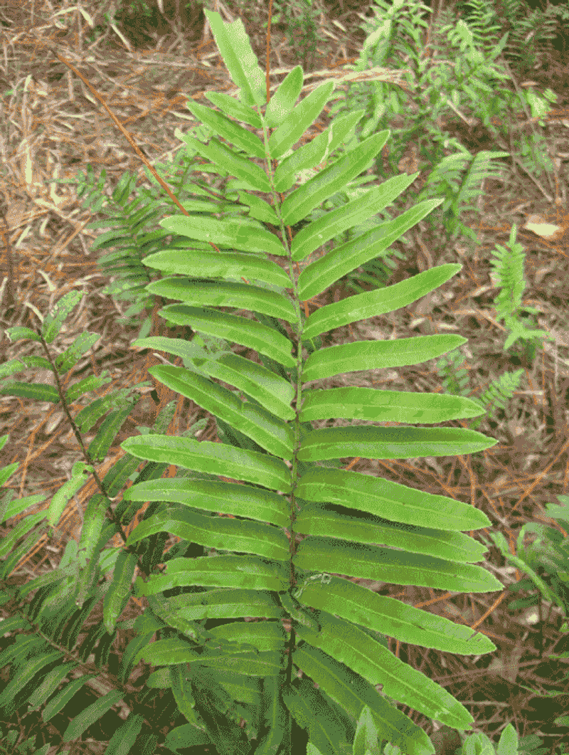Choose Swamp Fern For Shady Moist Edges