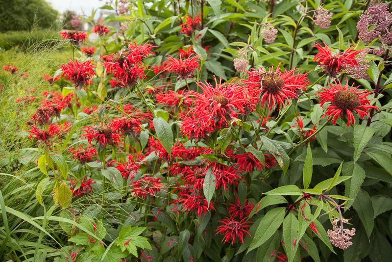Choose The Right Bee Balm For Your Ohio Yard