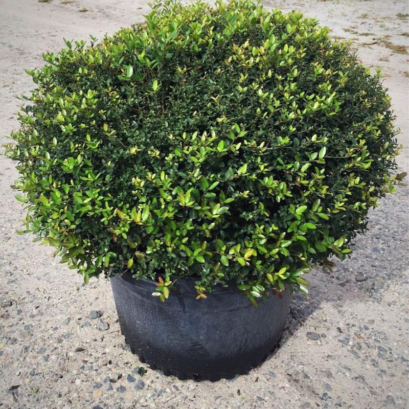 Choose The Right Cultivar For Your Yard