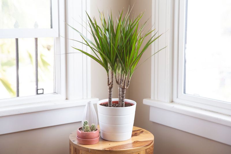 Choose The Right Dracaena Variety Choose The Right Dracaena Variety