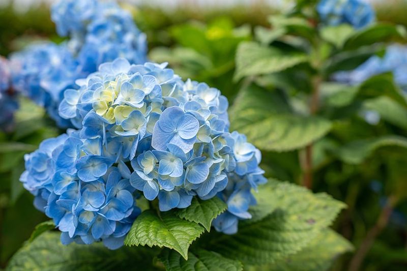Choose The Right Hydrangea Type For Longer Summer Blooms Choose The Right Hydrangea Type For Longer Summer Blooms