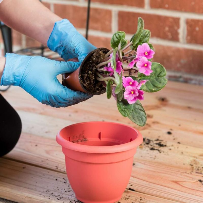 Choose The Right Potting Mix For Strong Roots