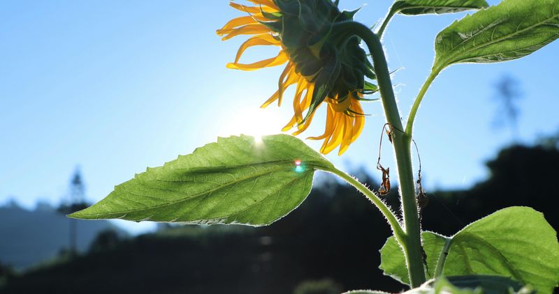 Choose The Right Spot For Maximum Summer Sun Exposure