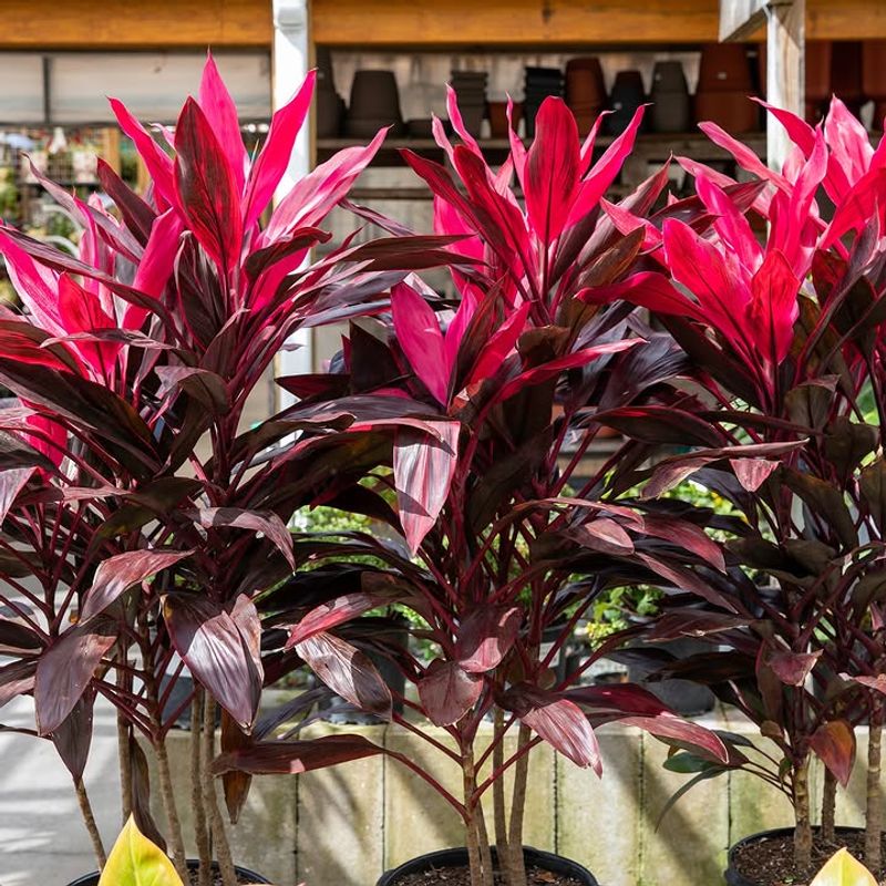 Choose Ti Plant For Tropical Red And Pink Leaves