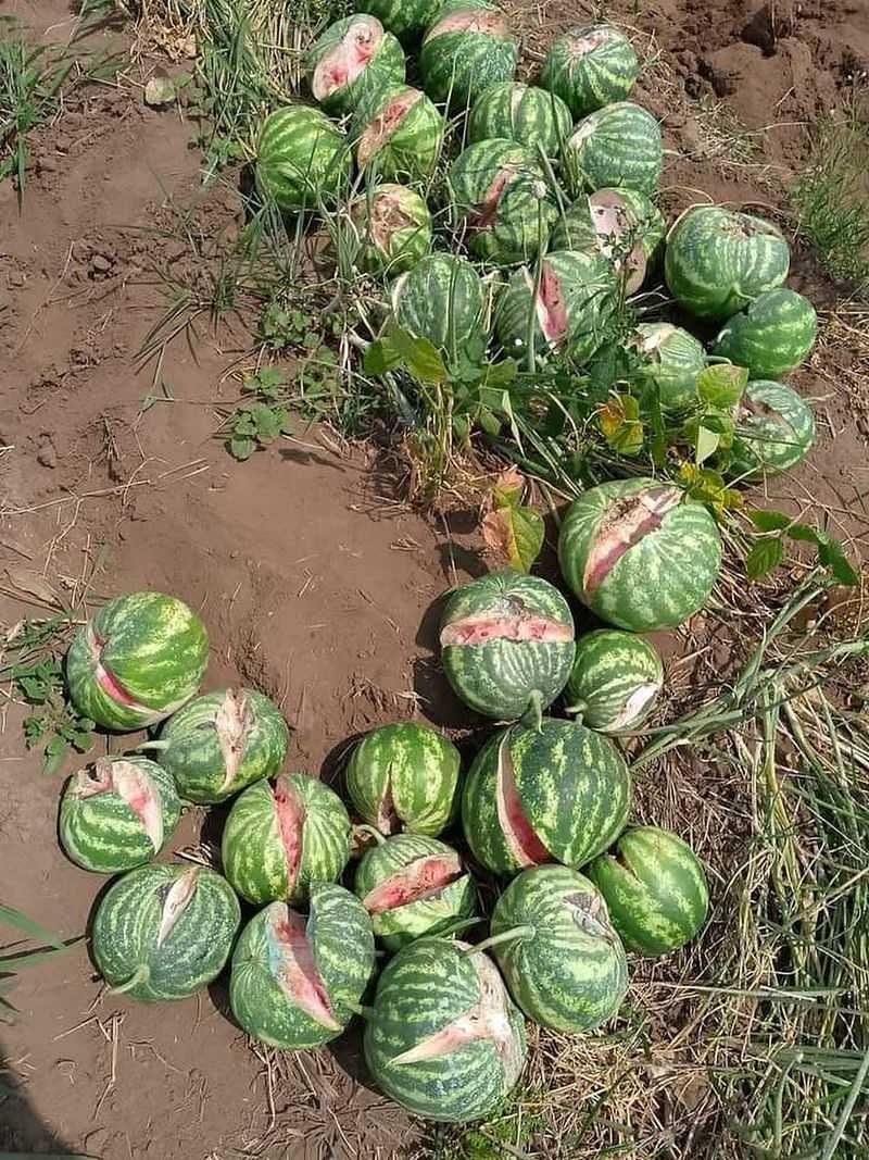 Choose Varieties Less Prone To Splitting